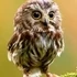 Animal Hidden Stars