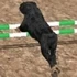 Dog Racing Simulator
