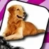 Domestic Animal Memory Challenge