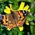 Jigsaw Puzzle: Spring
